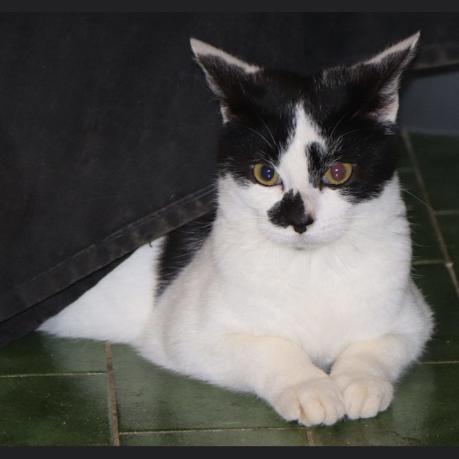 Photo of Panda Now Available At Pet Quarters Broadmeadow 