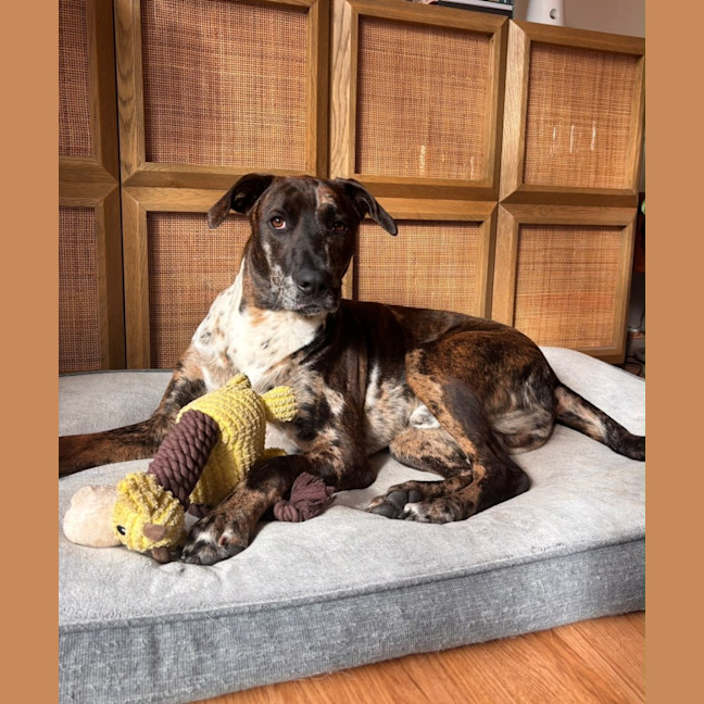 Photo of Barney