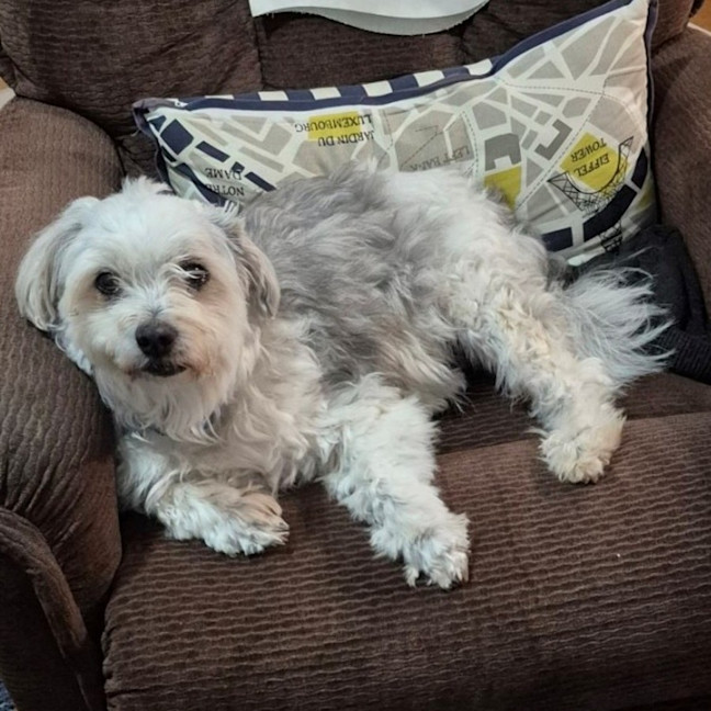 Photo of D1161 Benji