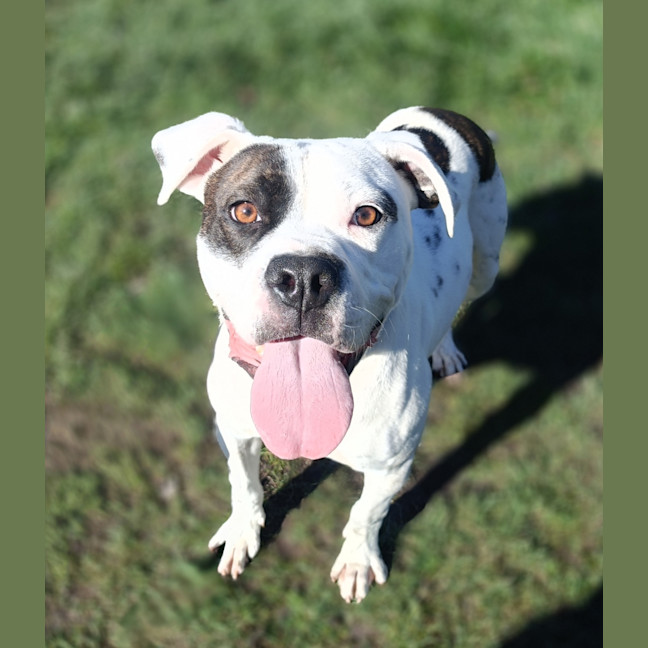 Photo of Oreo