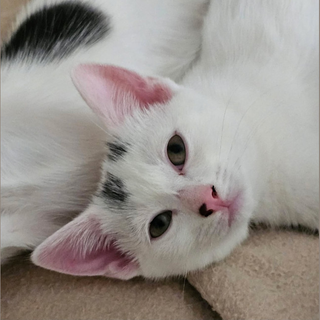 Photo of Daisy 