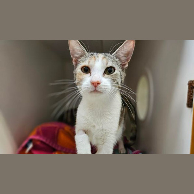 Photo of Lollypop