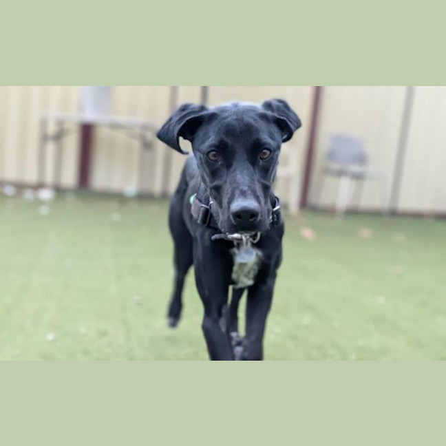 Photo of Bella