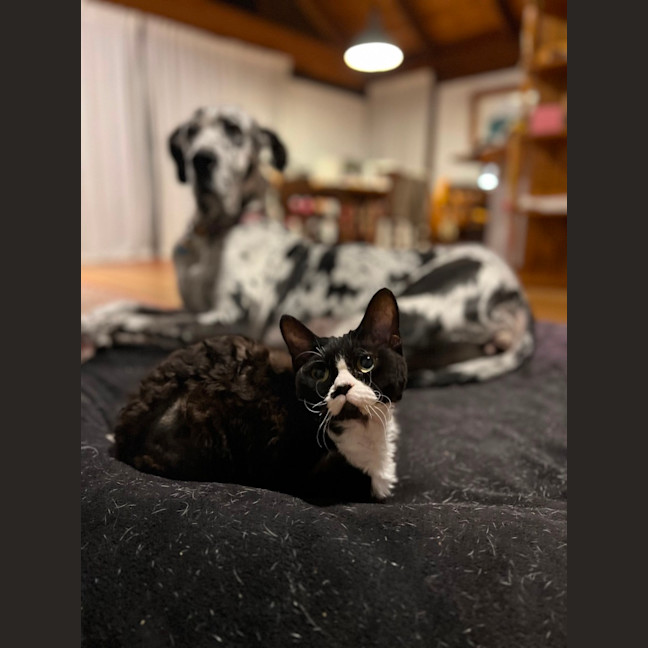 Photo of Kitty Cat