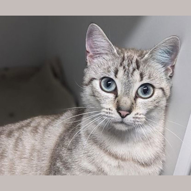 Photo of Cinnamon 