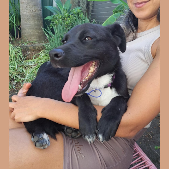 Photo of Chilli   3 Year Old Mixed Breed