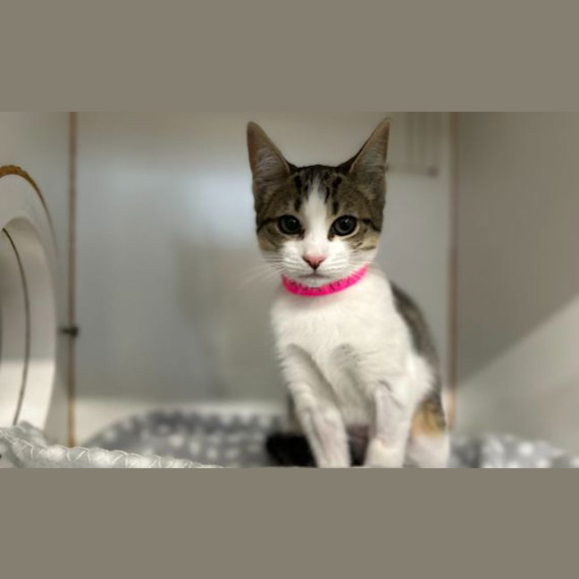 Photo of Milly