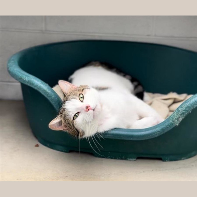 Photo of Professor Meow