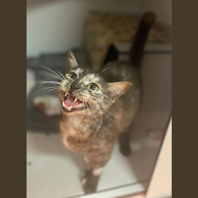 Photo of Astrid