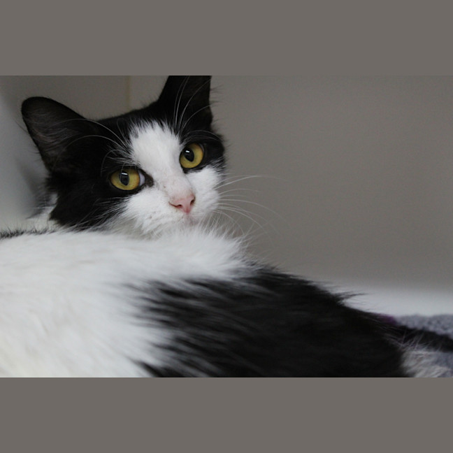 Photo of Sylvia