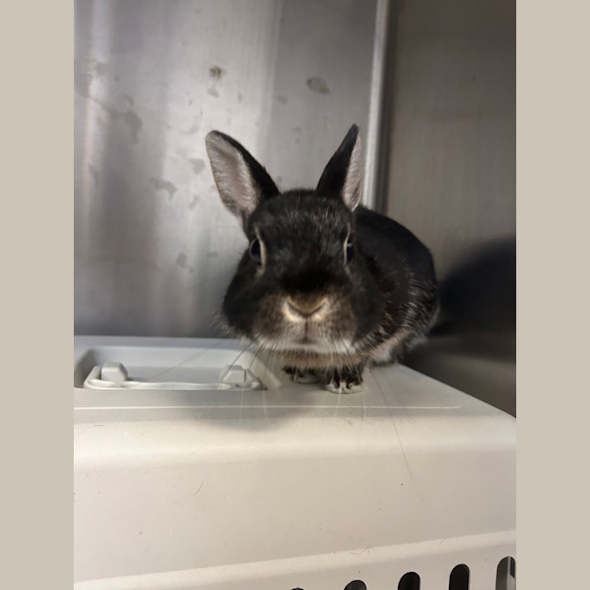 Photo of Mochi