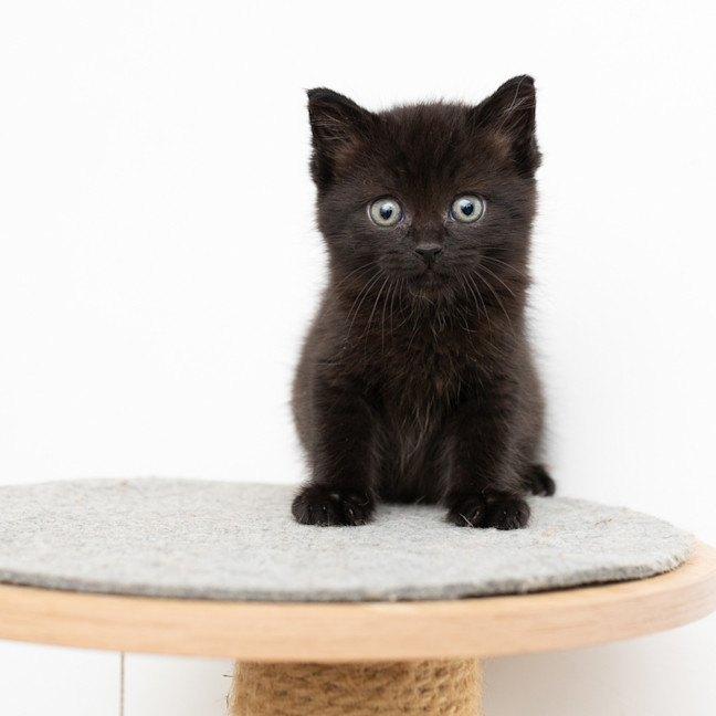 Photo of Hiccup