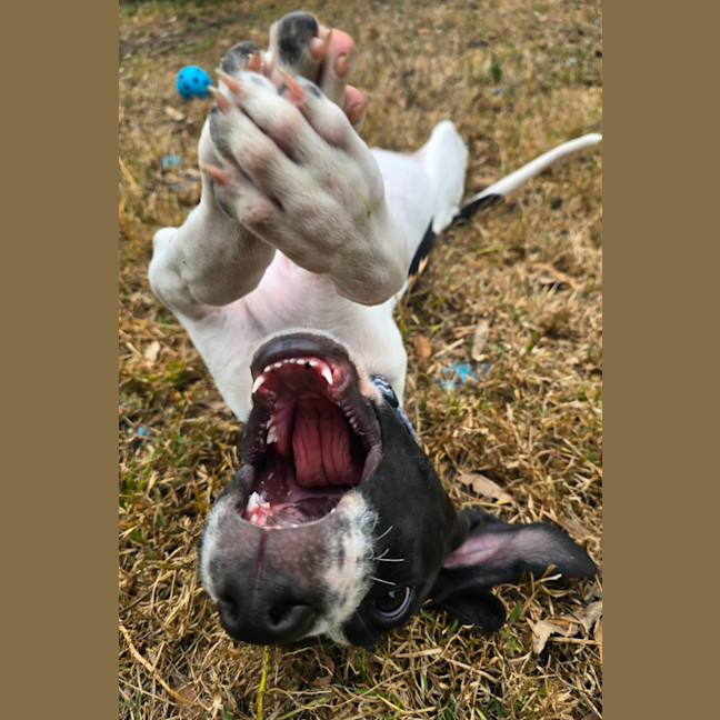 Photo of Buttons   10 Week Old Bull Arab X (Trial 6/12)