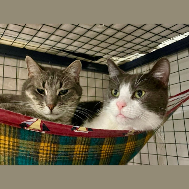 Photo of Dorian And Sterling