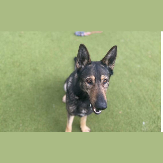 Photo of Dodger