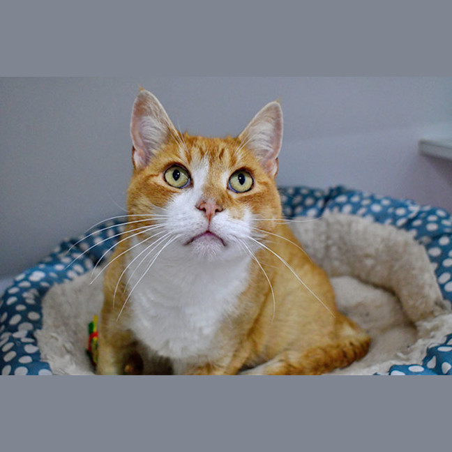 Photo of Dorian Grey