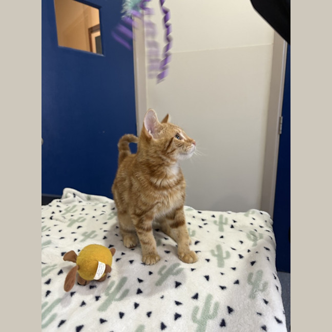 Photo of Carrot Cake