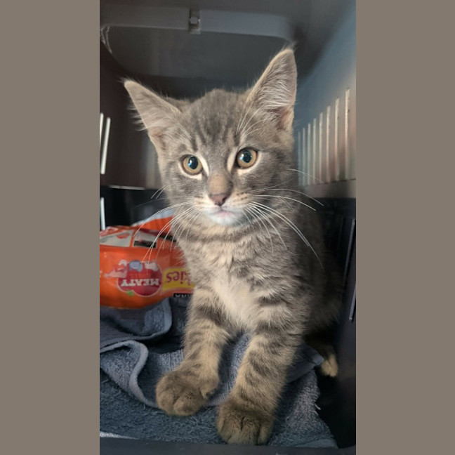 Photo of Teddy