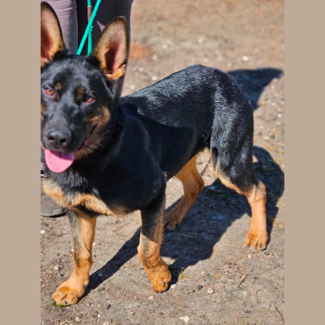 Photo of Arlo