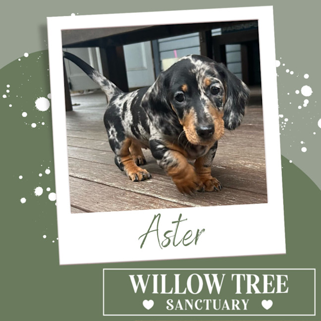 Photo of Aster