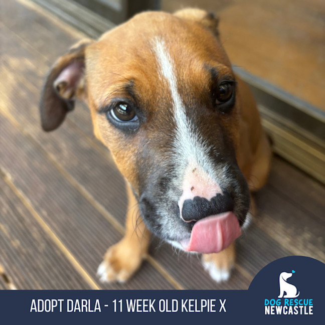 Photo of Darla   11 Week Old Kelpie X