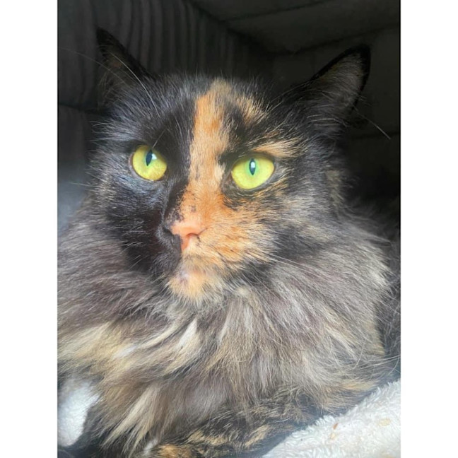 Photo of 10993   Kahvi