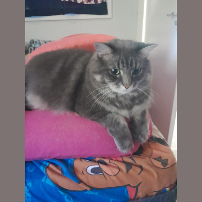 Photo of Mr Fluffy