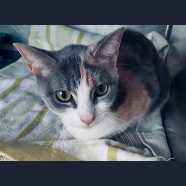 Photo of Blueberry