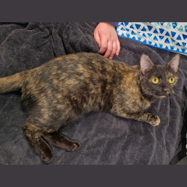 Photo of Mau Mau