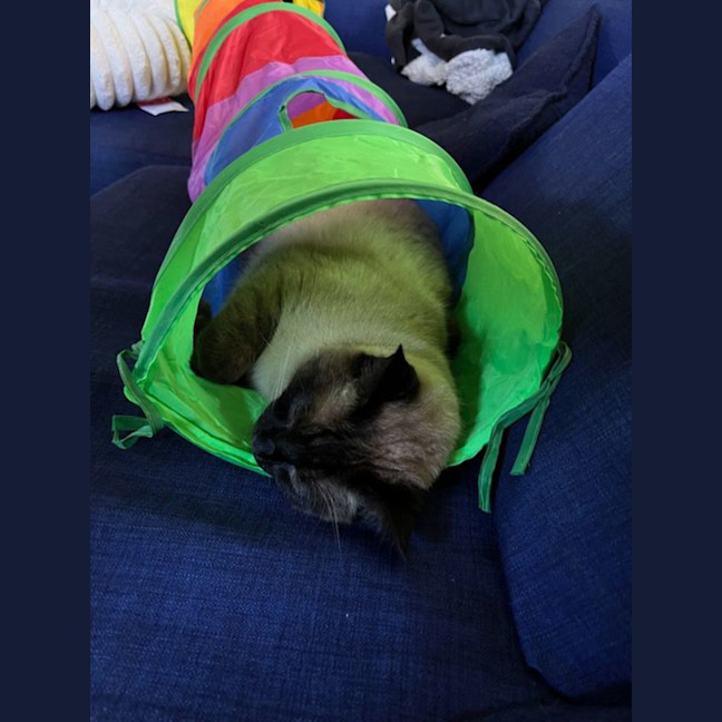 Photo of Sunny