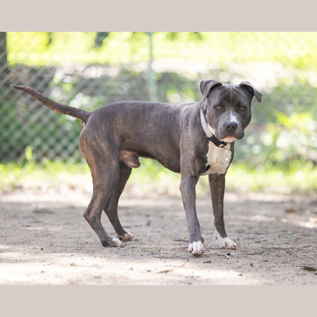 Photo of Cobalt