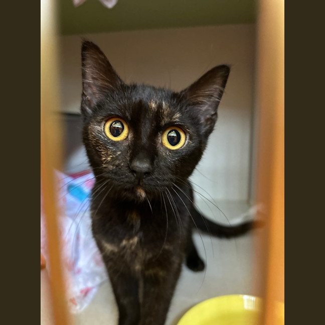 Photo of Tinkerbell