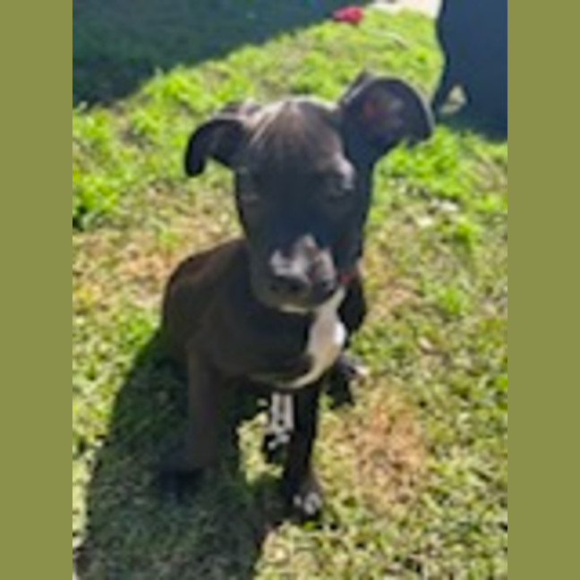 Photo of Tux   4 Month Old Staffy X