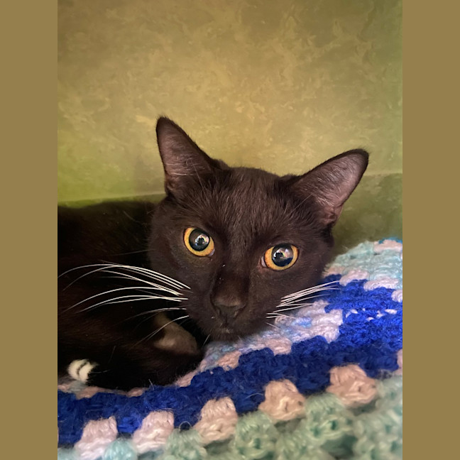 Photo of Calypso (Bonded With Penelope)
