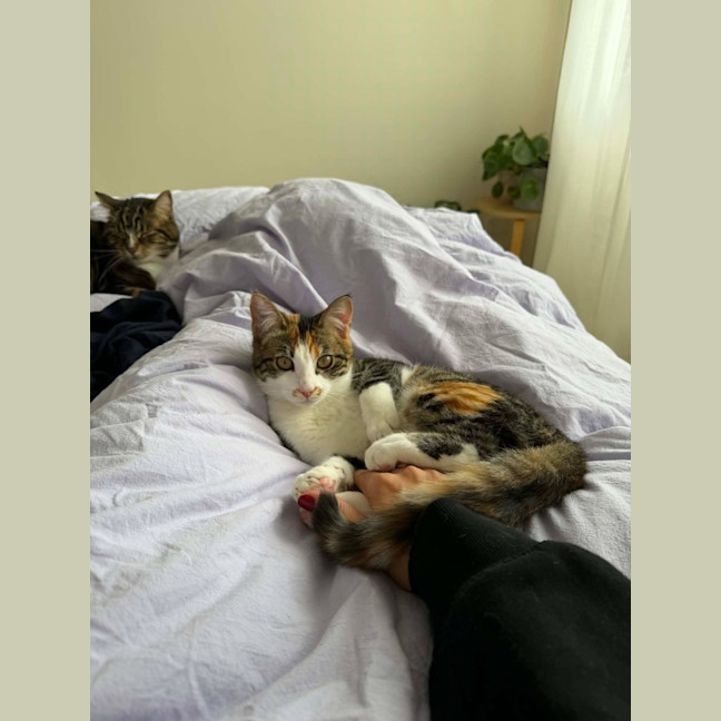 Photo of Squeaky   In Foster Care In Malvern East