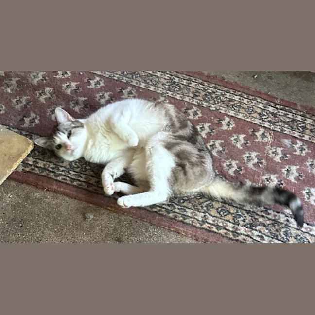 Photo of Miffy