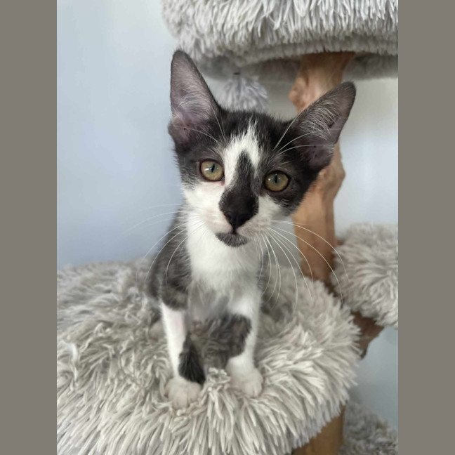 Photo of Mopsy