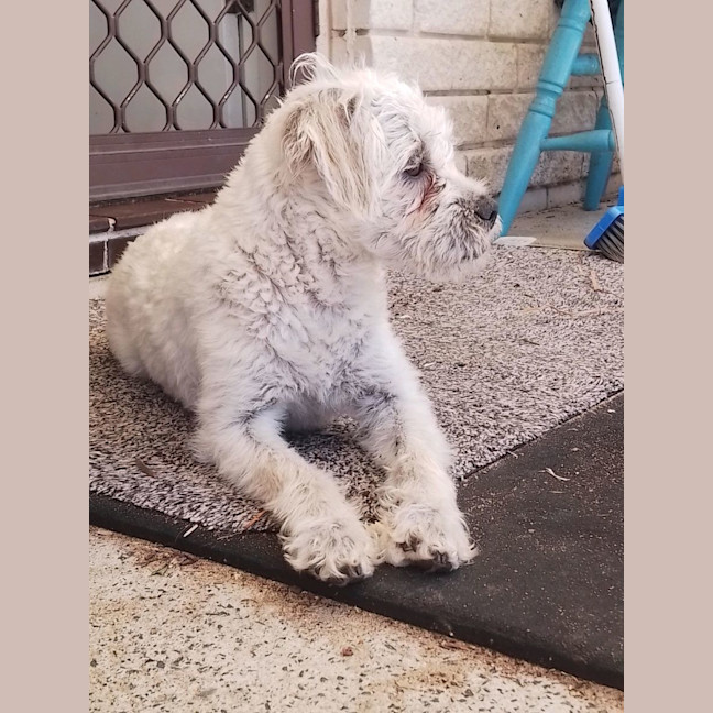 Photo of Tilly💕🐩