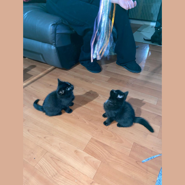 Photo of Midnight