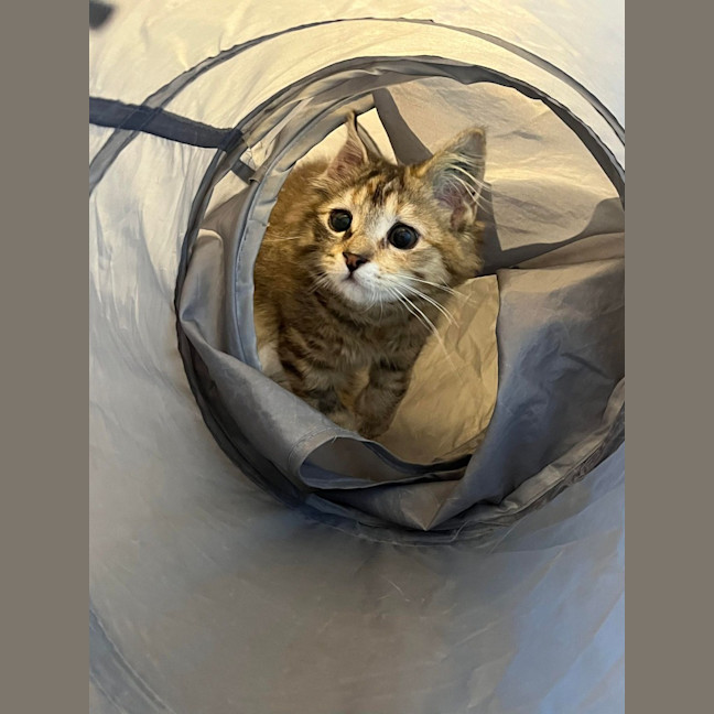 Photo of Tako