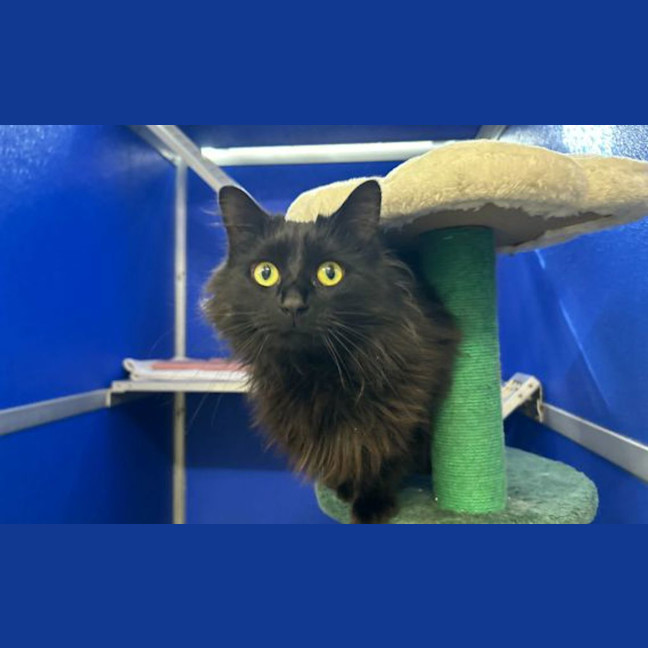 Photo of Luna