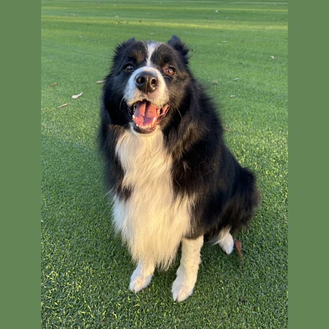 Photo of Oreo