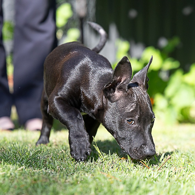 Photo of Riff