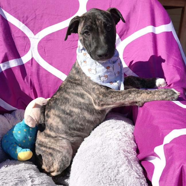 Photo of Cora