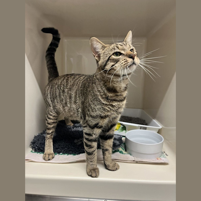 Photo of Mervin   Now At Pet Quarters Rutherford 
