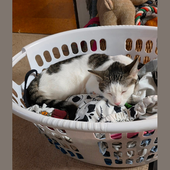 Photo of Willow 