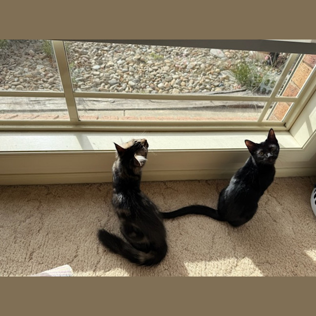 Photo of Eve & Coalette