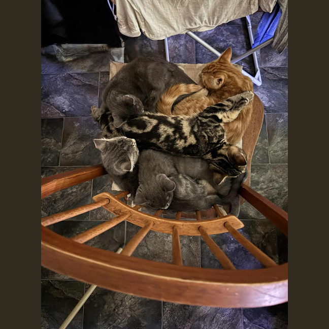 Photo of Mac   Located In Preston