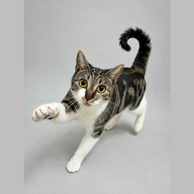 Photo of Boba