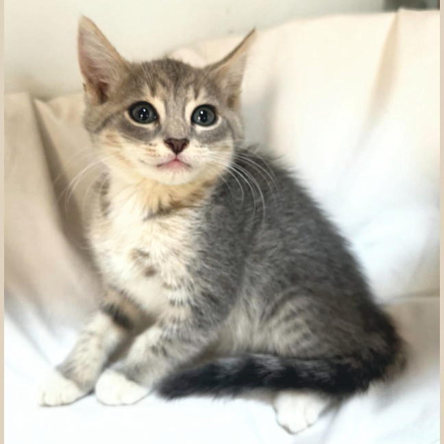 Photo of Prancer 🦌